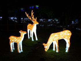 光る鹿がお出迎え！『イルミ奈〜ら』で古都・奈良の夜を楽しもう