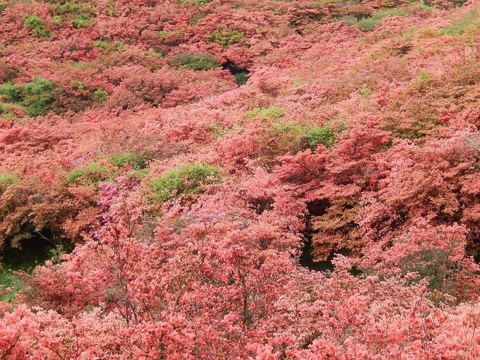 山が真っ赤に燃える一目百万本 奈良 ツツジの名所 葛城山 奈良県 Lineトラベルjp 旅行ガイド