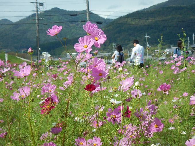 夢コスモス園 で京丹波 亀岡の秋を目と舌で味わおう 京都府 Lineトラベルjp 旅行ガイド