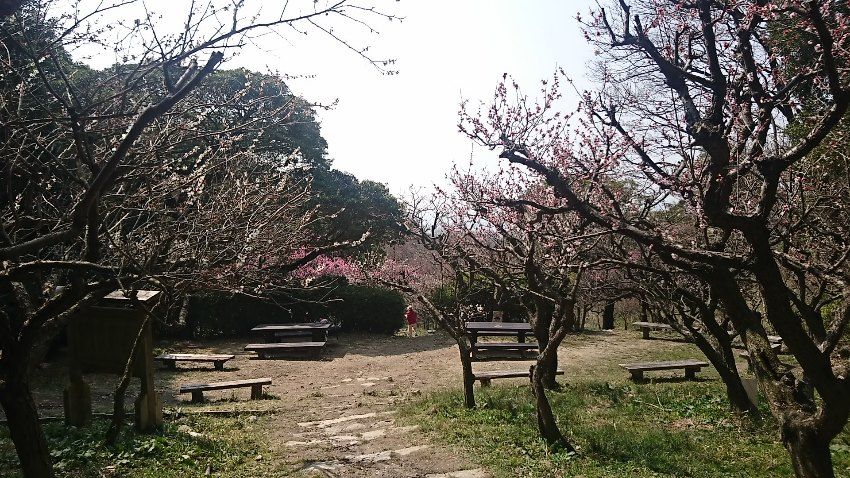まだ咲かぬ桜並木を抜けて金鳥山へ