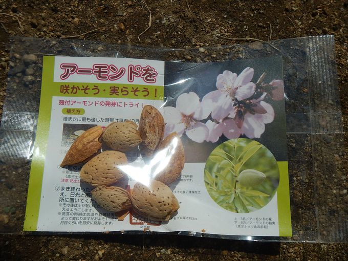 観てヨシ 食べてヨシ 神戸で アーモンドフェスティバル 開催 兵庫県 Lineトラベルjp 旅行ガイド 観てヨシ 食べてヨシ 神戸で アーモンドフェスティバル 開催 兵庫県 Lineトラベルjp 旅行ガイド
