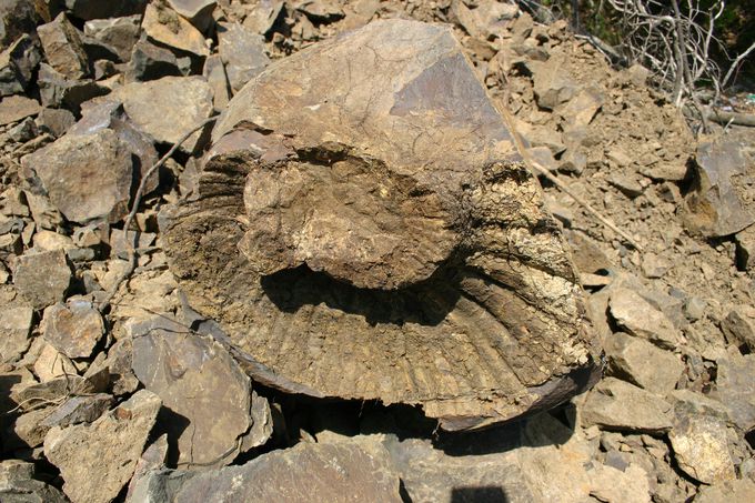 首長竜も発見された化石の島
