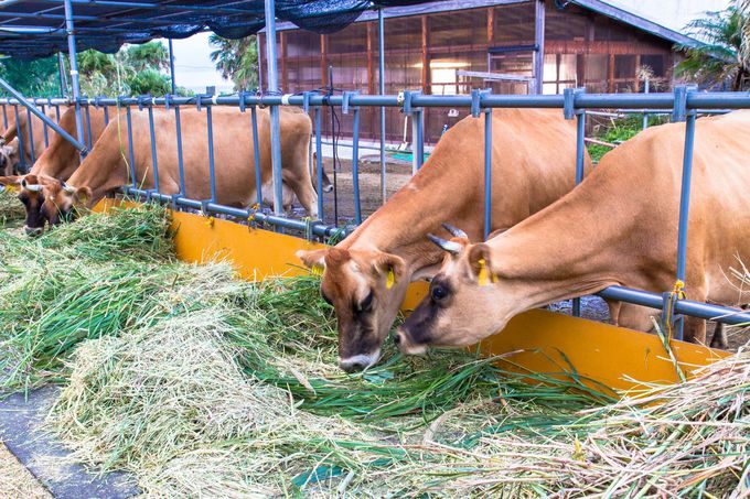八丈島のジャージー牛は自然の中でストレスなく放牧