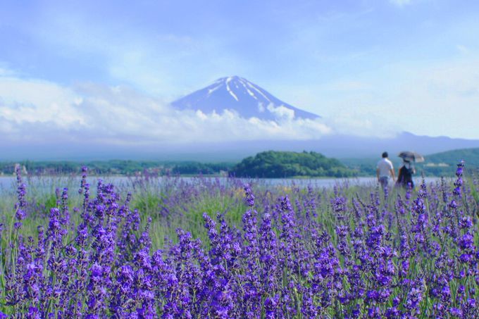 「大石公園」でラベンダー×富士山の絶景を！