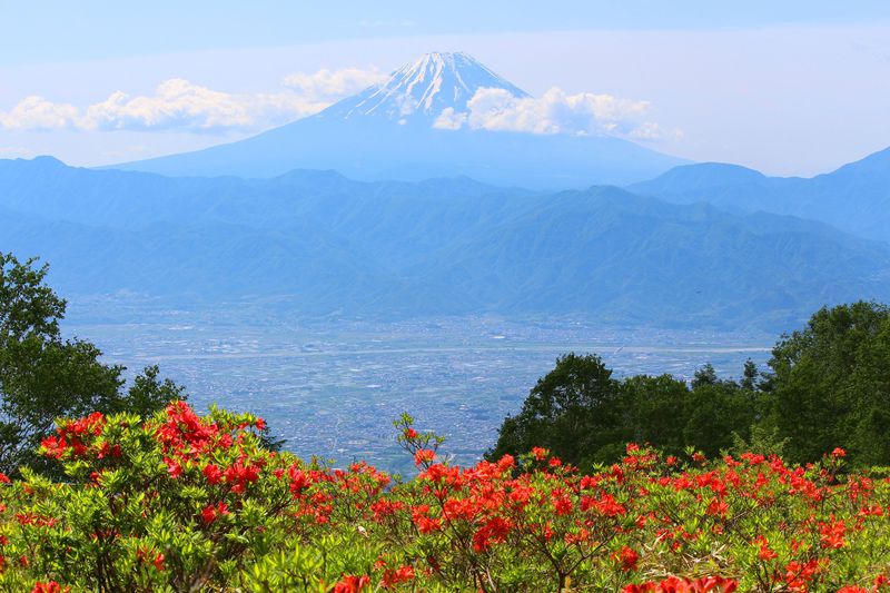 レンゲツツジに富士山と甲府盆地の絶景！山梨・甘利山
