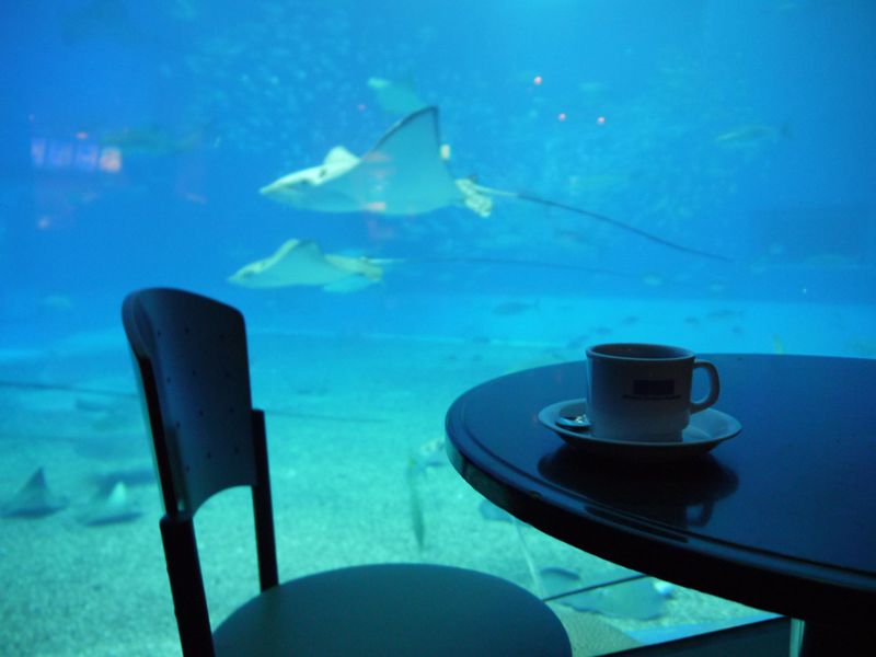 沖縄・美ら海水族館で贅沢な時間を♪世界屈指の水族館カフェ！