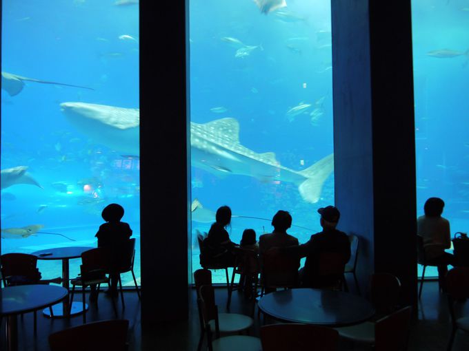 １日目：ジンベイザメが泳ぐ巨大水槽に感動「沖縄美ら海水族館」