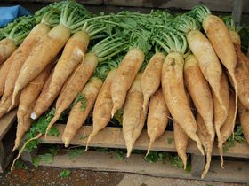 ԓy卪lC􉫓VN؂Ɖʕủw݁v̋LTlC