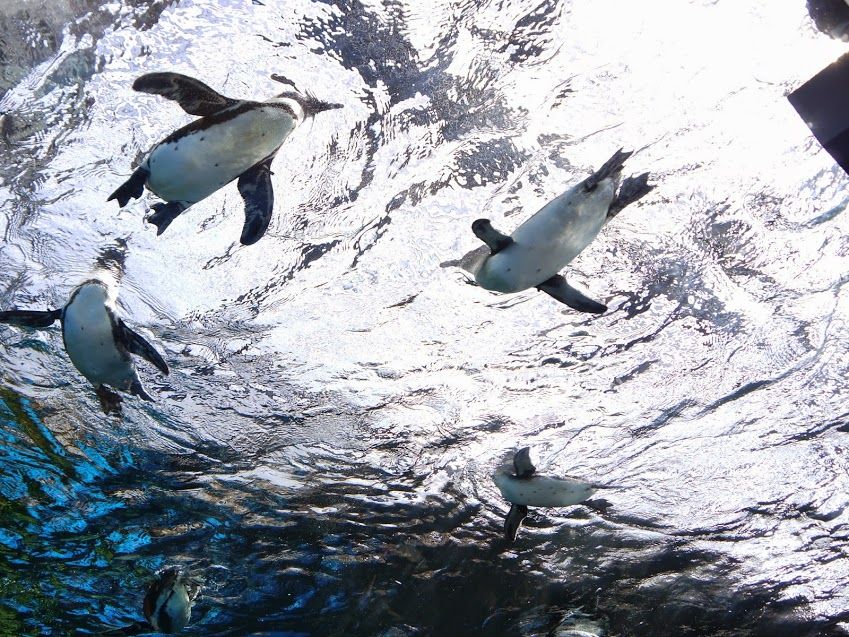 京都水族館の小さなアイドル！！ケープペンギン