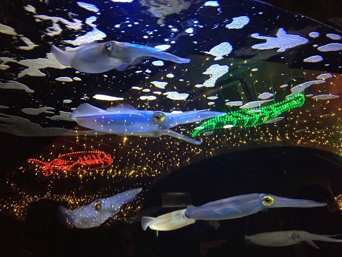 夜の水族館はイカの泳ぐ姿がとても幻想的！
