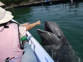 クジラに超接近！子供が喜ぶ和歌山の観光地「くじら博物館」