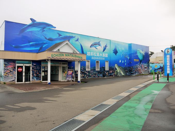 みて・ふれて・楽しく学べる！越前松島水族館