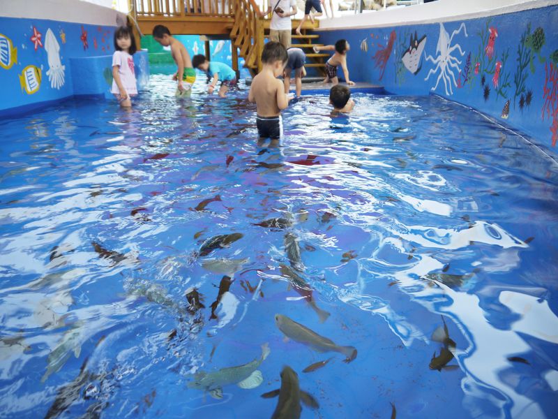 1000匹の魚と遊ぼう！越前松島水族館「じゃぶじゃぶ海水プール」
