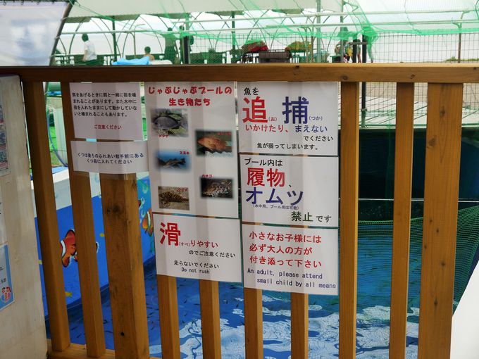 越前松島水族館にある「じゃぶじゃぶ海水プール」