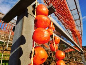 串柿の里で和む！和歌山県の四郷・柿色に染まる山里の原風景