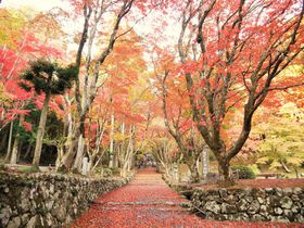 まるで紅の絨毯！鶏足寺は知る人ぞ知る滋賀の絶景紅葉スポット