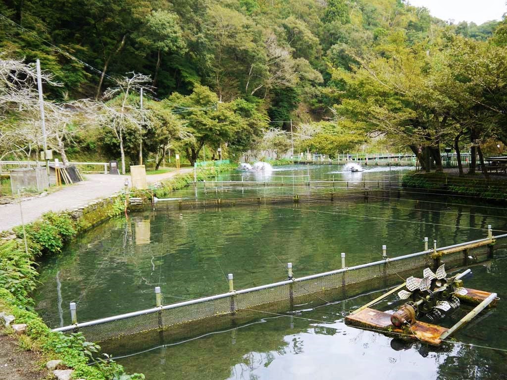 滋賀県でマス釣りなら マス養殖発祥の地 醒井養鱒場 がおすすめ 滋賀県 トラベルjp 旅行ガイド