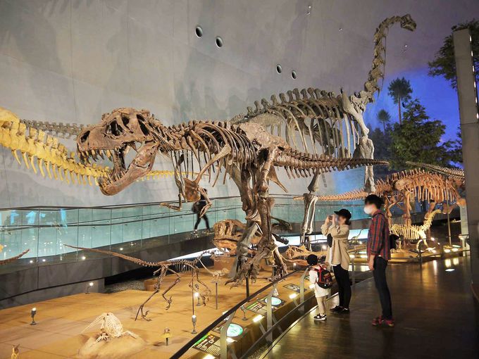 福井県立恐竜博物館と周辺のおすすめ観光スポット4選 歴史にグルメも Lineトラベルjp 旅行ガイド