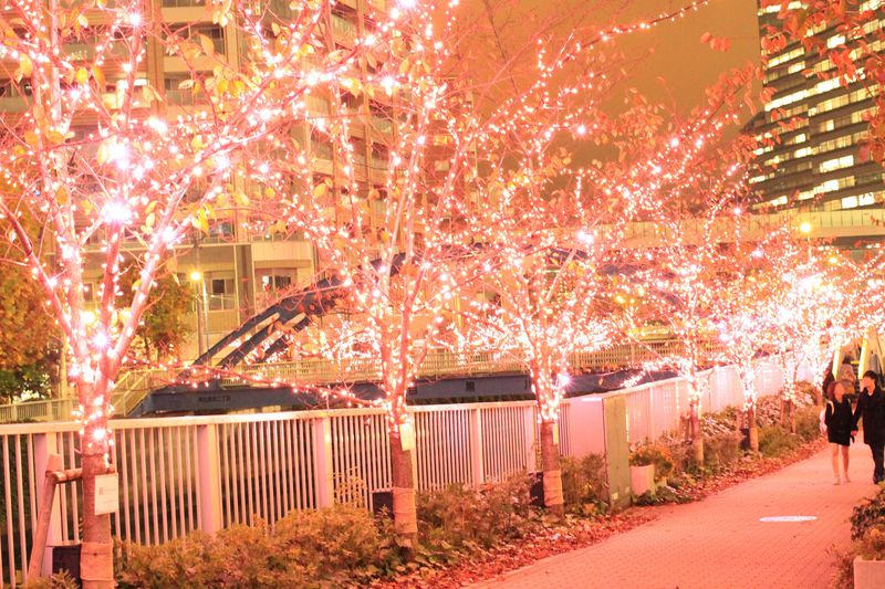 3個だけ花びら型のLEDが？目黒川に咲き誇るイルミネーション・冬の桜を堪能！