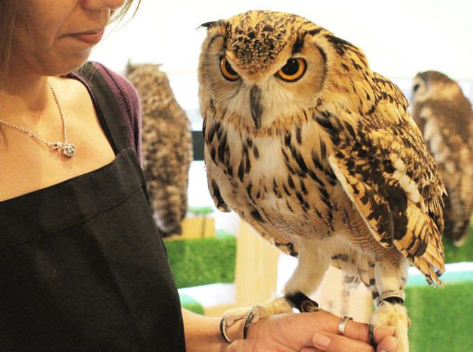 放し飼いのバードスタッフは希少 町田市のフクロウカフェ Rapace で癒されよう 東京都 トラベルjp 旅行ガイド