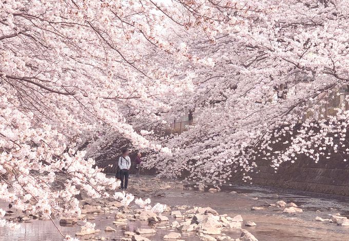 東京都恩田川 両岸3キロ続く降り注ぐような桜並木は絶景 東京都 トラベルjp 旅行ガイド