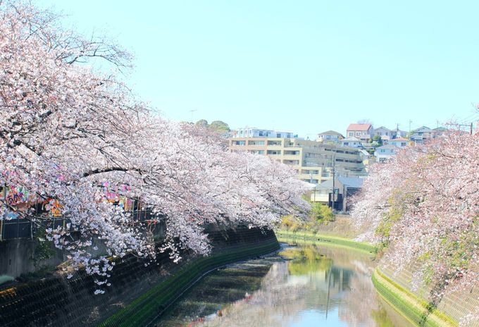 横浜 大岡川の桜並木と 弘明寺桜ビール を楽しもう 神奈川県 トラベルjp 旅行ガイド