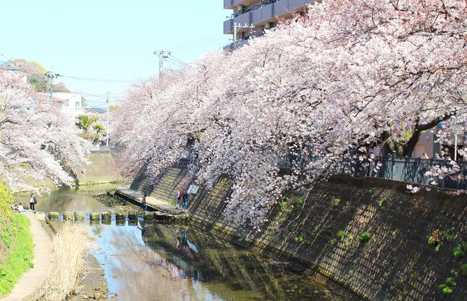 大岡川の両岸に続く桜並木