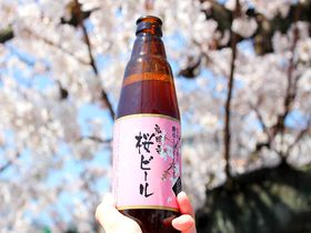 横浜・大岡川の桜並木と「弘明寺桜ビール」を楽しもう