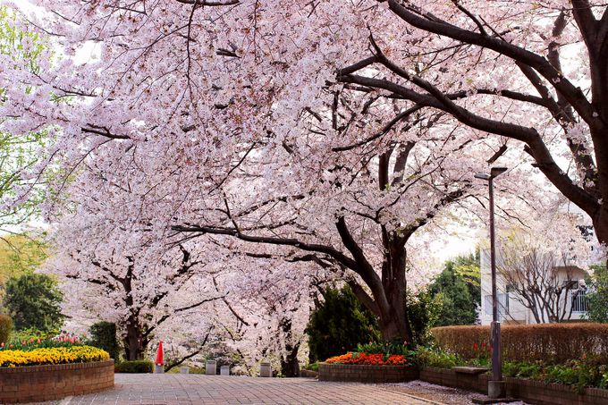桜に囲まれた芹ヶ谷公園