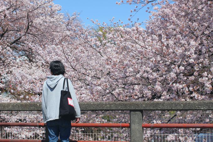 桜の花に包まれる錯覚に！恩田川の桜は必見