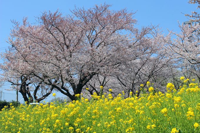 菜の花と桜のコラボが美しい尾根緑道
