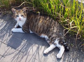 lRDɂ߁IA\ȃlRuv֍sI̋LTlC