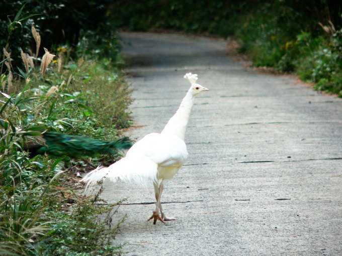 硫黄島のプチ情報「幸せを呼ぶ鳥・・・それは白クジャク」