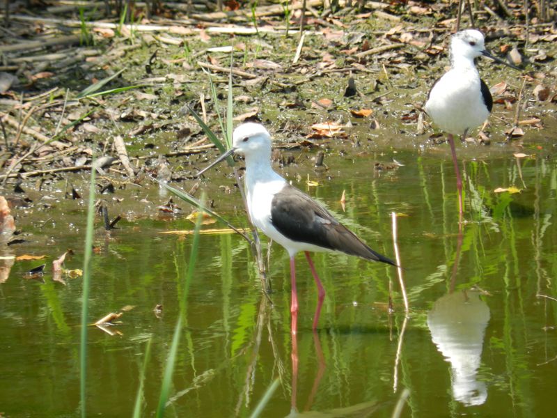 東京から一番近い水鳥の国！初夏の「谷津干潟」は渡り鳥達の楽園
