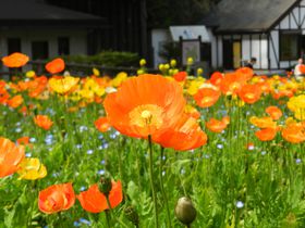 ���{��u����͂܉Ԃ̍��v�ŁA��ʂ̂��Ԕ������\���悤�I�̋L���T���l�C��