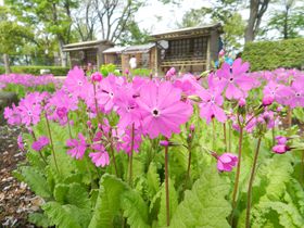 �w����1���B�֓����ݏZ�Ȃ�C�y�ɗ������錊��E���Ԍ����̋L���T���l�C��