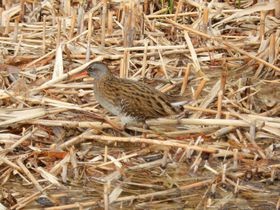 �������w�̋��吅���u���������i������j�v�œ~�̒���T�����̋L���T���l�C��