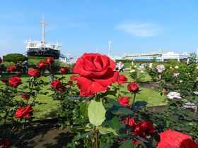 山下公園のバラに始まる、横浜・みなとみらい花めぐりツアー