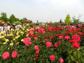 バラと宿根草の“混植”が描く花景観・平塚「花菜ガーデン」