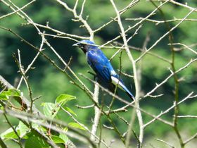 EYR̎RɐeނyRƁu_J[v̋LTlC