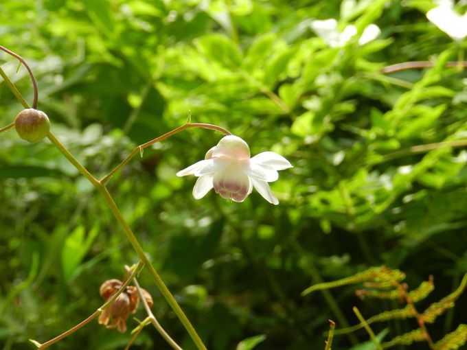 分園その2「植物多様性センター」で、東京の植物の豊かさを知ろう