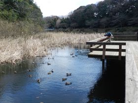 �_�ސ�u��̐X�E�ӂꂠ���̐X�v�œ~�̎��R�U����y�������I�̋L���T���l�C��