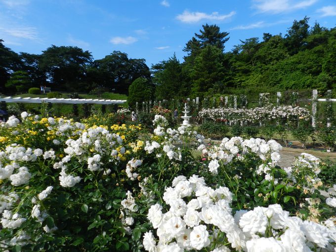 離れの“ばら苑”は、生田緑地屈指の色彩豊かな空間！