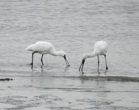 EɐH̒߁A~̓EՊCւ̋LTlC