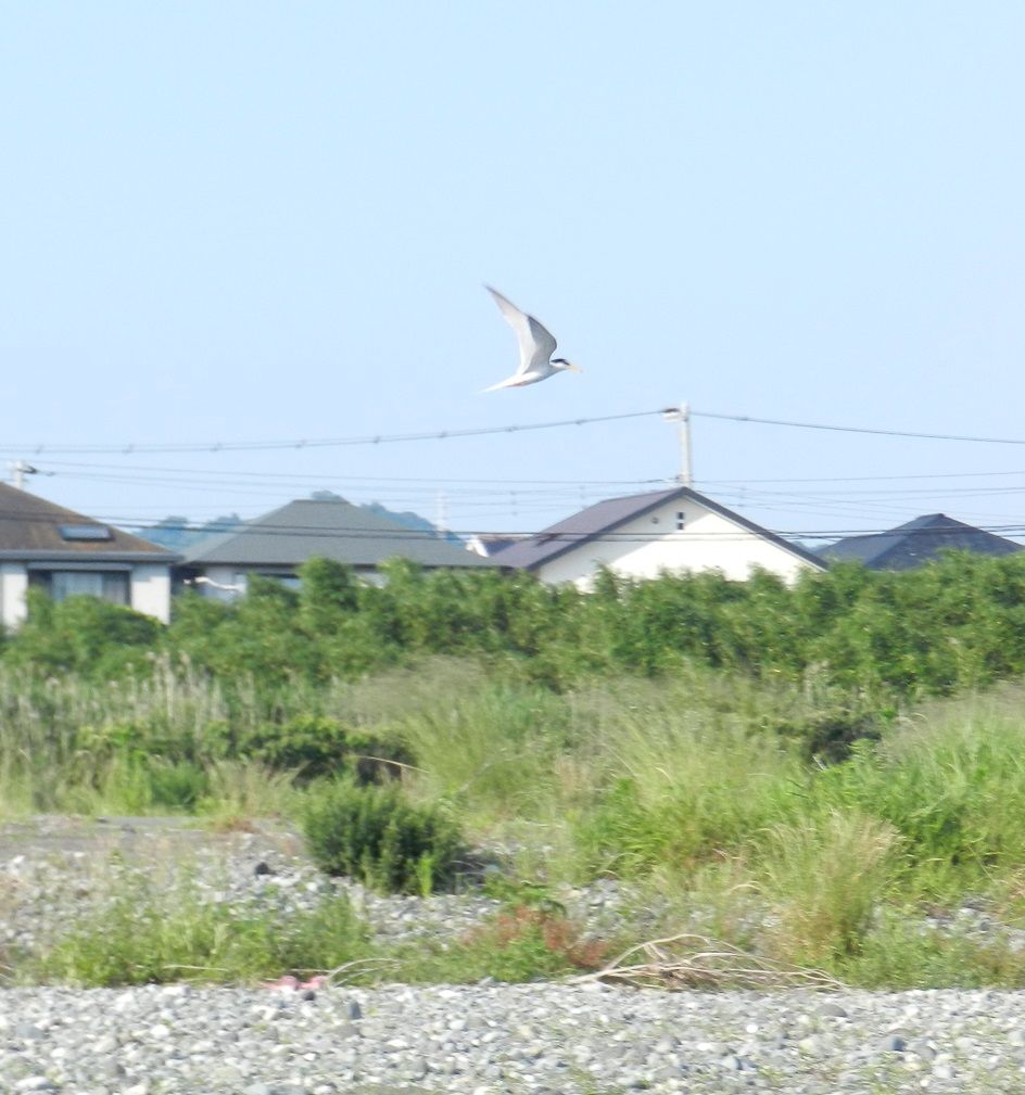 酒匂川の河口 小田原市 は水鳥の名所 思わぬ珍鳥の姿も 神奈川県 Lineトラベルjp 旅行ガイド