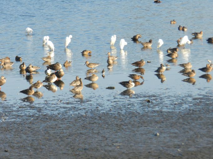 多々良沼は渡り鳥の中継地。秋はシギ・チドリで賑わいます