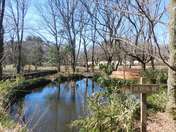 野川公園の自然観察園で、武蔵野の原風景を堪能！
