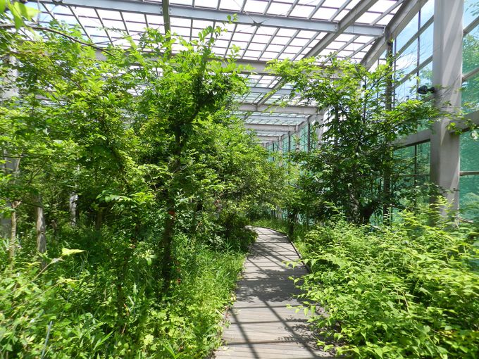 Ԋώ@{݁uЂ΂肤ށvŐώ@悤