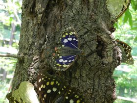 あの国蝶に会える公園！山梨県北杜市・オオムラサキ自然公園