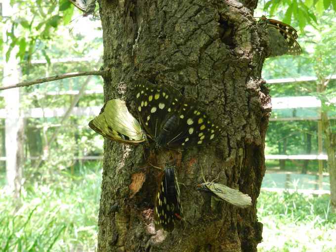 Ԋώ@{݁uЂ΂肤ށvŐώ@悤